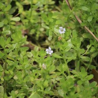 Bacopa